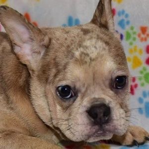 Meet your Posher, Vivian